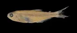 Bryconamericus loisae