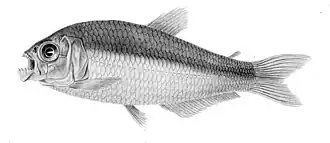 Bryconamericus peruanus