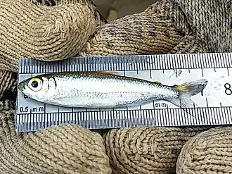 Bryconops alburnoides