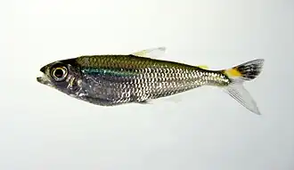 Bryconops caudomaculatus