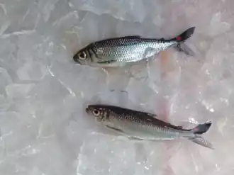 Bryconops giacopinii