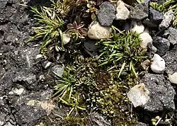 Close-up van de associatie in een scheur in een asfaltweg.