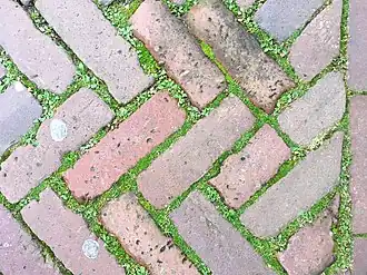 Associatie van vetmuur en zilvermos