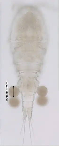 Bryocyclops muscicola