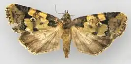 Bryolymnia picturata