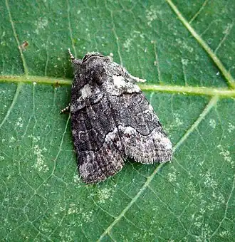 Bryophila rectilinea