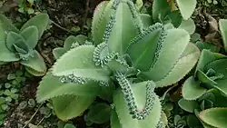 Blad van een 'broedblad' met jonge plantjes