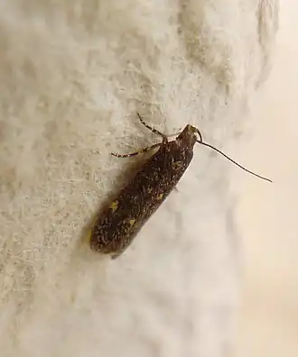 Geelwitte mospalpmot