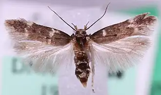 Variabele mospalpmot