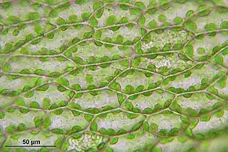 Bladcellen met chloroplasten