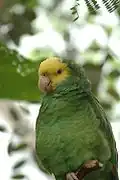 Geelkopamazone (Amazona oratrix)