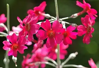 Primula beesiana