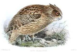 Illustratie gemaakt door John Gerrard Keulemans.