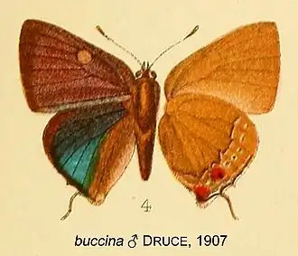 Kolana buccina