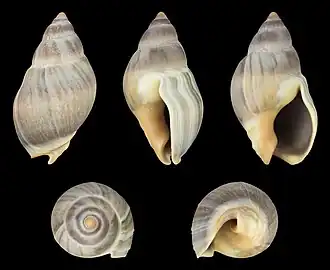 Buccinanops deformis