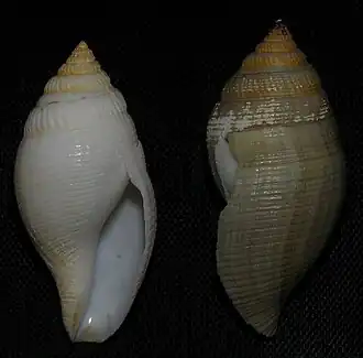 Buccinaria jonkeri