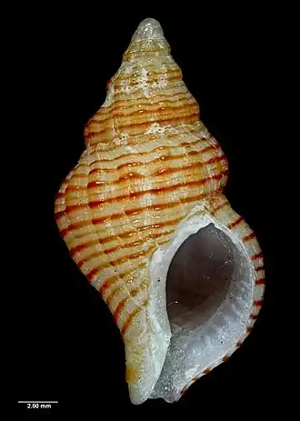 Buccinulum mariae