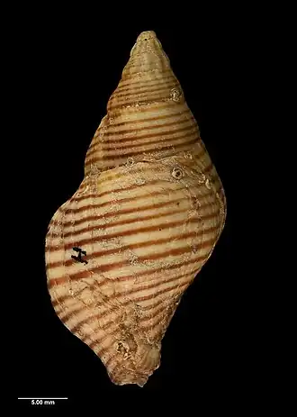 Buccinulum pallidum