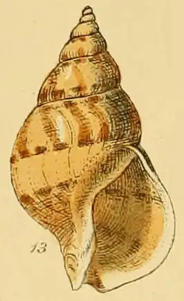 Buccinum humphreysianum