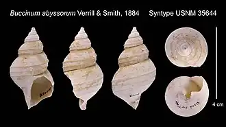 Buccinum abyssorum