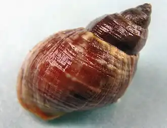 Buccinum baeri