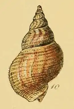 Buccinum ciliatum