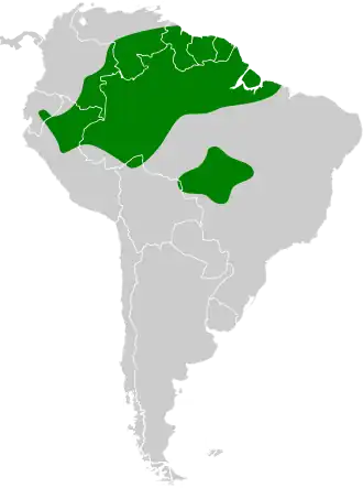 Gevlekte baardkoekoek