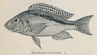 Buccochromis atritaeniatus