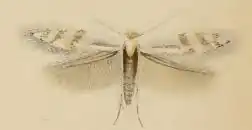Bucculatrix gnaphaliella