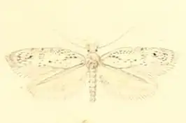 Bucculatrix helichrysella