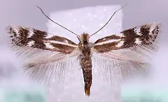 Bucculatrix latviaella