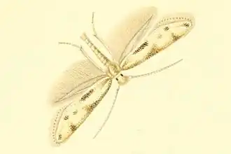 Bucculatrix lavaterella