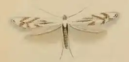 Bucculatrix ratisbonensis