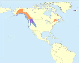 IJslandse brilduiker