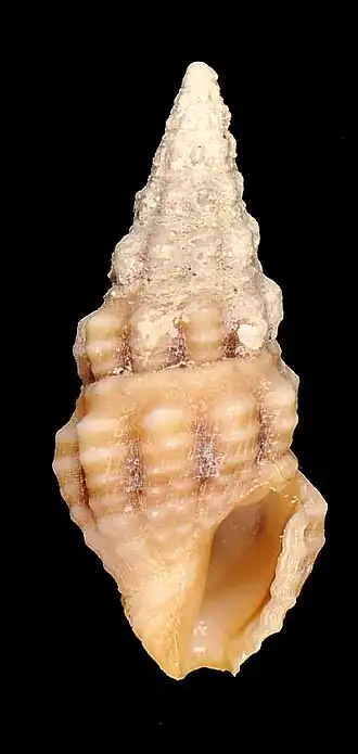 Buchema interstrigata