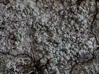 Grijsgroene stofkorst