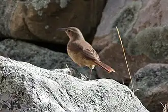 Bruinborstaardkruiper