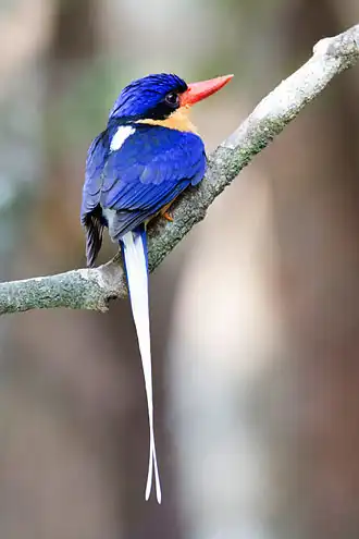 Australische vlagstaartijsvogel