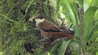 Panamese pluimoor