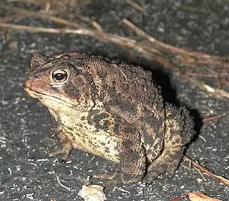 Amerikaanse pad (Bufo americanus)