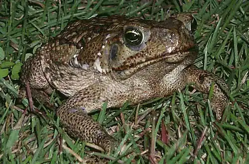 Reuzenpad (Bufo marinus)