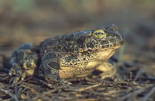 Groene pad (Bufo viridis)