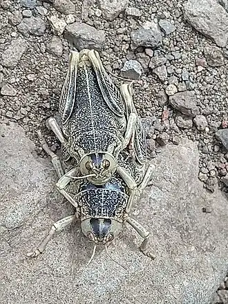 Bufonacris claraziana