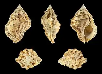 Bufonaria margaritula