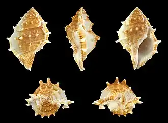 Bufonaria perelegans