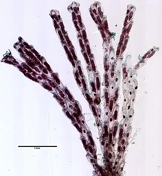 Geel vogelkopmosdiertje