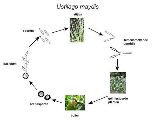 Levenscyclus builenbrand