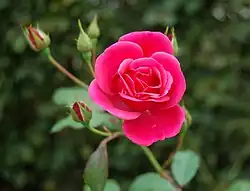 'Buisman's Triumpf' (1953)