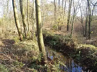 Bos in het Buitengoor