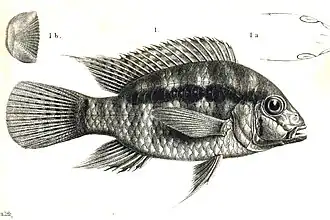 Bujurquina vittata